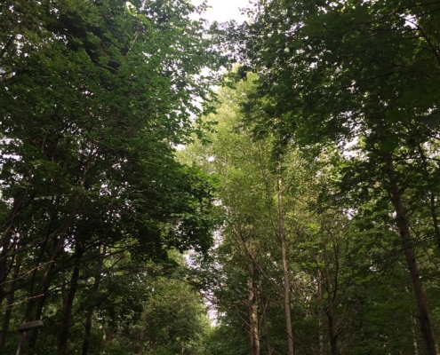 Metsä ja taivas työmatkan varrella.
