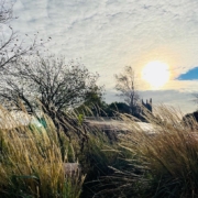 Heinikko tuulessa ja aamuauringossa