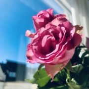 Ruusu Ruusuja naistenpäivänä