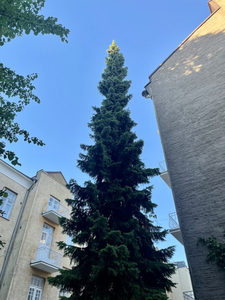 Uuden kodin pihassa seisoo kapea ja korkea kuusi.