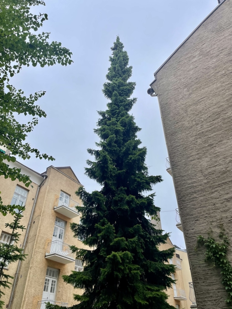 Uuden kodin pihassa seisoo kapea ja korkea kuusi.