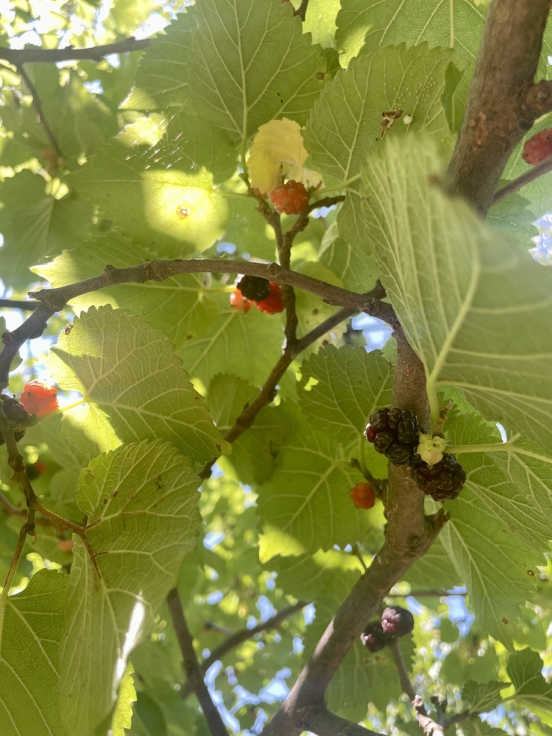 Mulperipuun marjoja.