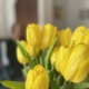 Keltaiset tulppaanit ja hahmo taustalla.