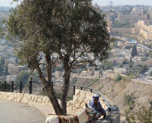 Mies ja aasi Jerusalemin Öljymäellä.