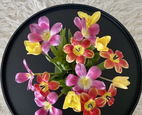 Monivärinen tulppaanikimppu, jonka terälehdet on avattu.