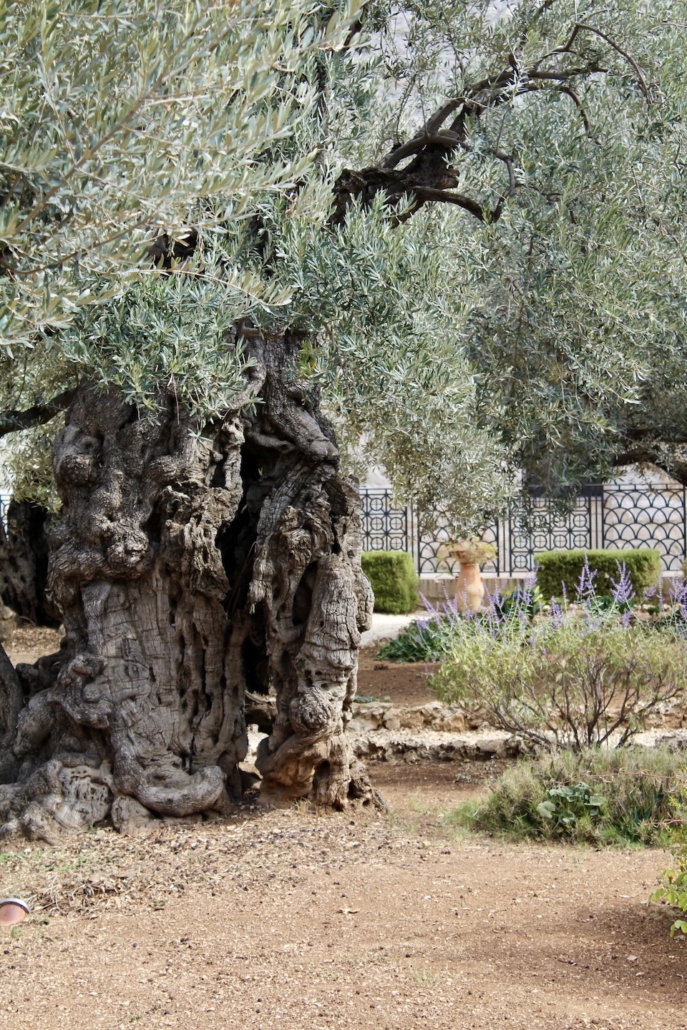 Vanha oliivipuu Getsemanen puutarhassa Jerusalemissa.