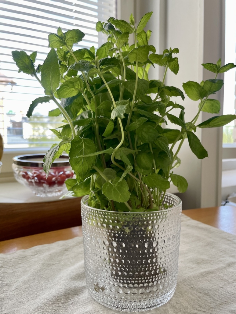 Kukoistava minttu lasiruukussa.