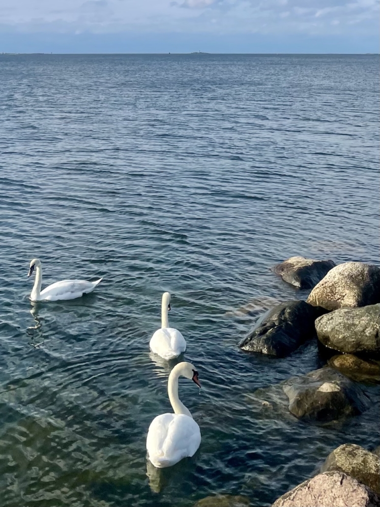 Kolme joutsenta meren rannassa.