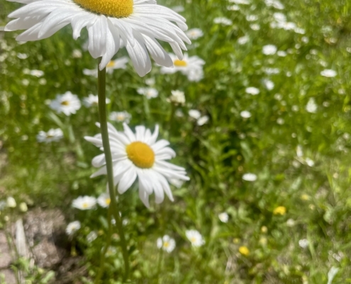Päivänkakkarat kukkivat kaupungissa.