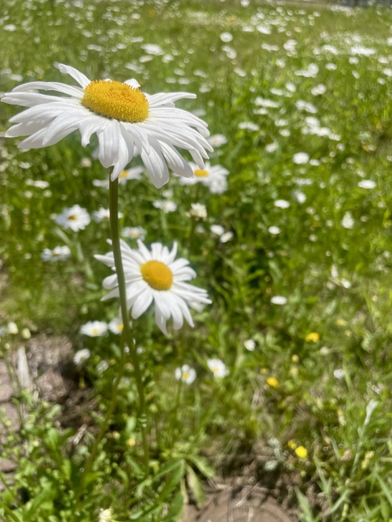 Päivänkakkarat kukkivat kaupungissa.