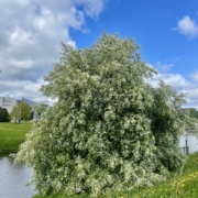 Suuri tuomi kukkii jokirannassa.