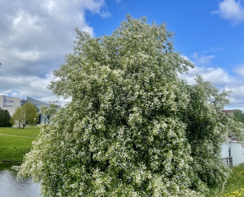 Suuri tuomi kukkii jokirannassa.