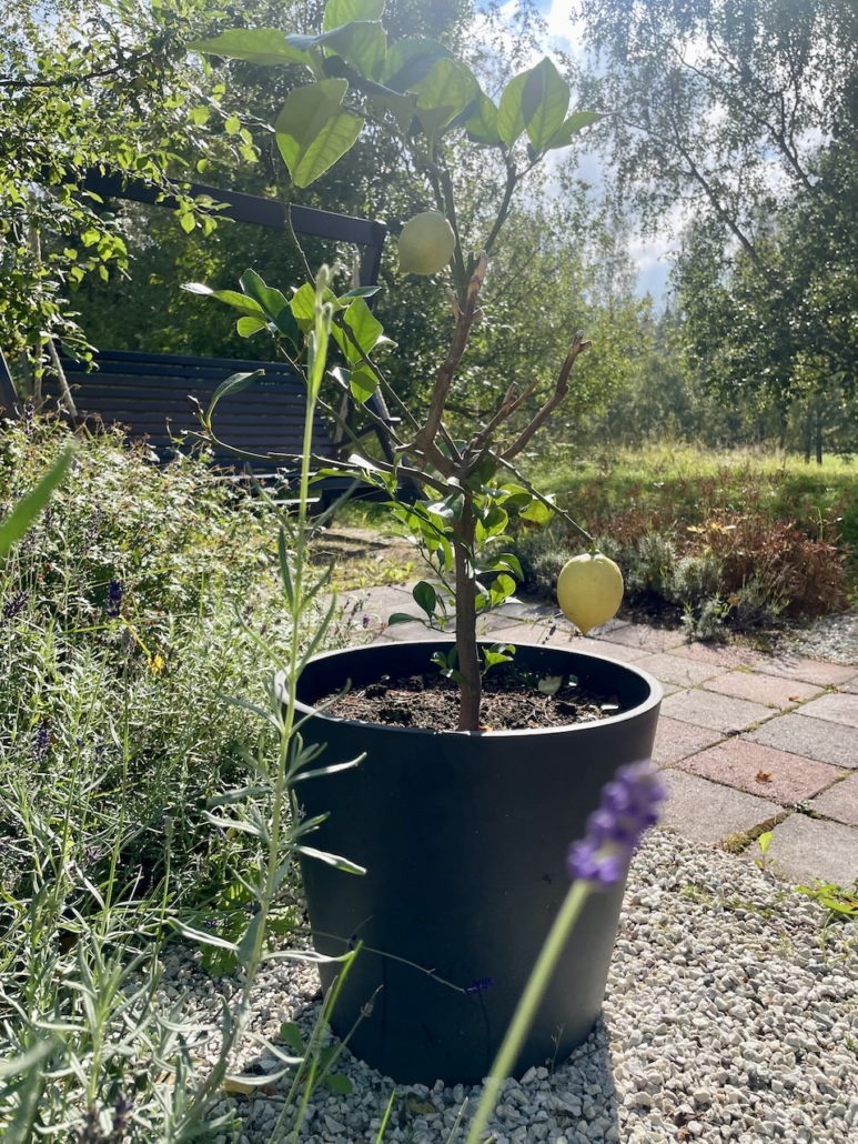 Sitruunapuu ja laventelinkukka ystävien takapihalla.