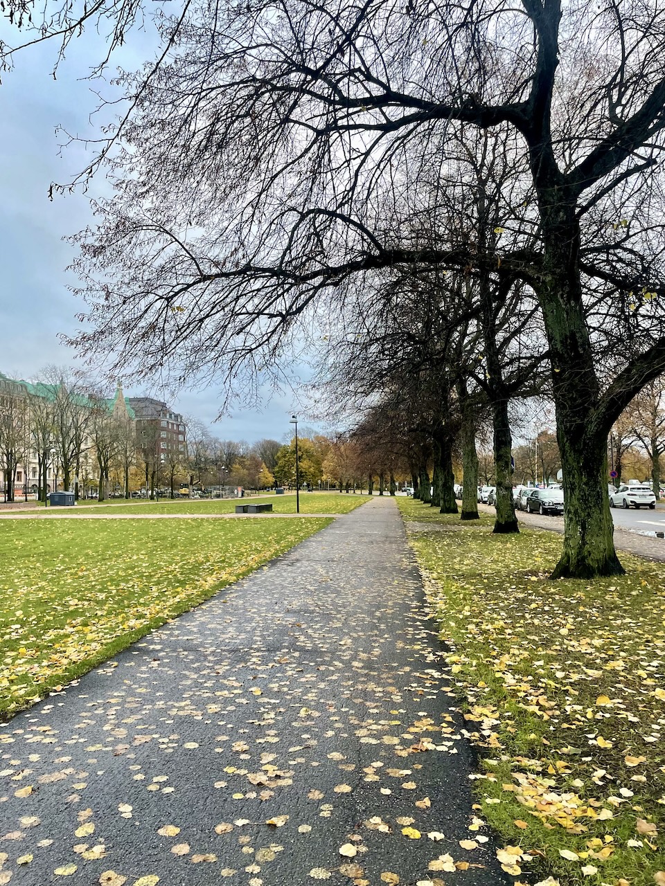 Syksyinen puistomaisema 1. marraskuuta 2025.