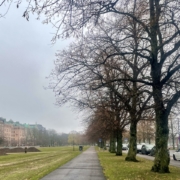 Syksyinen puistomaisema 8. marraskuuta 2025.