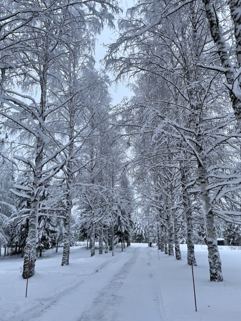 Valkoisen lumen ja huurteen peitossa olevat koivut tien molemmin puolin.