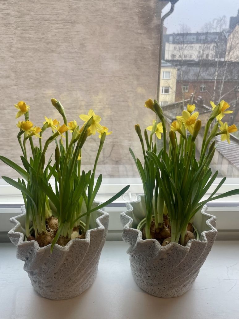 Kaksi ruukkunarsissia ikkunalaudalla.