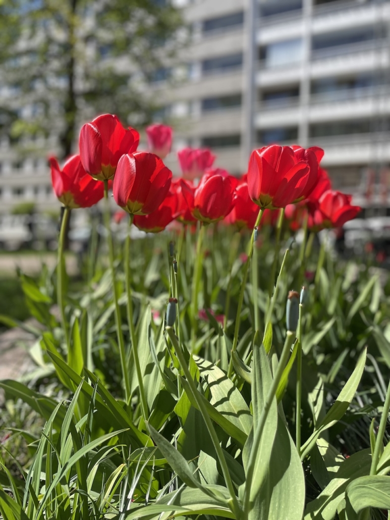 Punaiset tulppaanit kerrostalon edustalla.