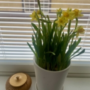 Ruukkunarsissi ja puurasia ikkunalaudalla.