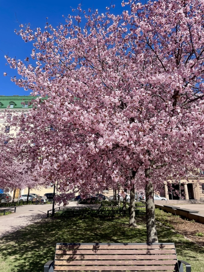 Kirsikkapuu vaaleanpunaisessa kukassa.