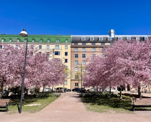 Kirsikkapuut kukkivat Meripuistossa Merikadun talojen edustalla.