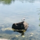 Lokki seisoo kivellä vedessä.