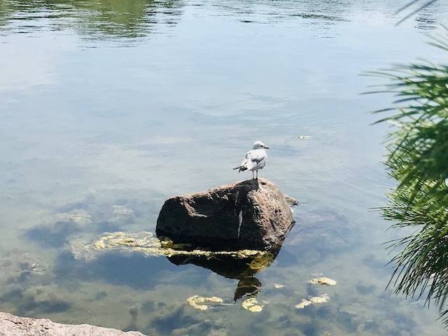 Lokki seisoo kivellä vedessä.