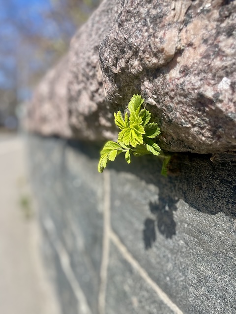Vihreä oksanalku kivimuurissa.
